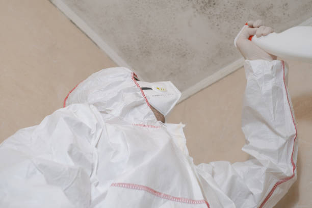 Best Attic Mold Remediation in Windsor, PA